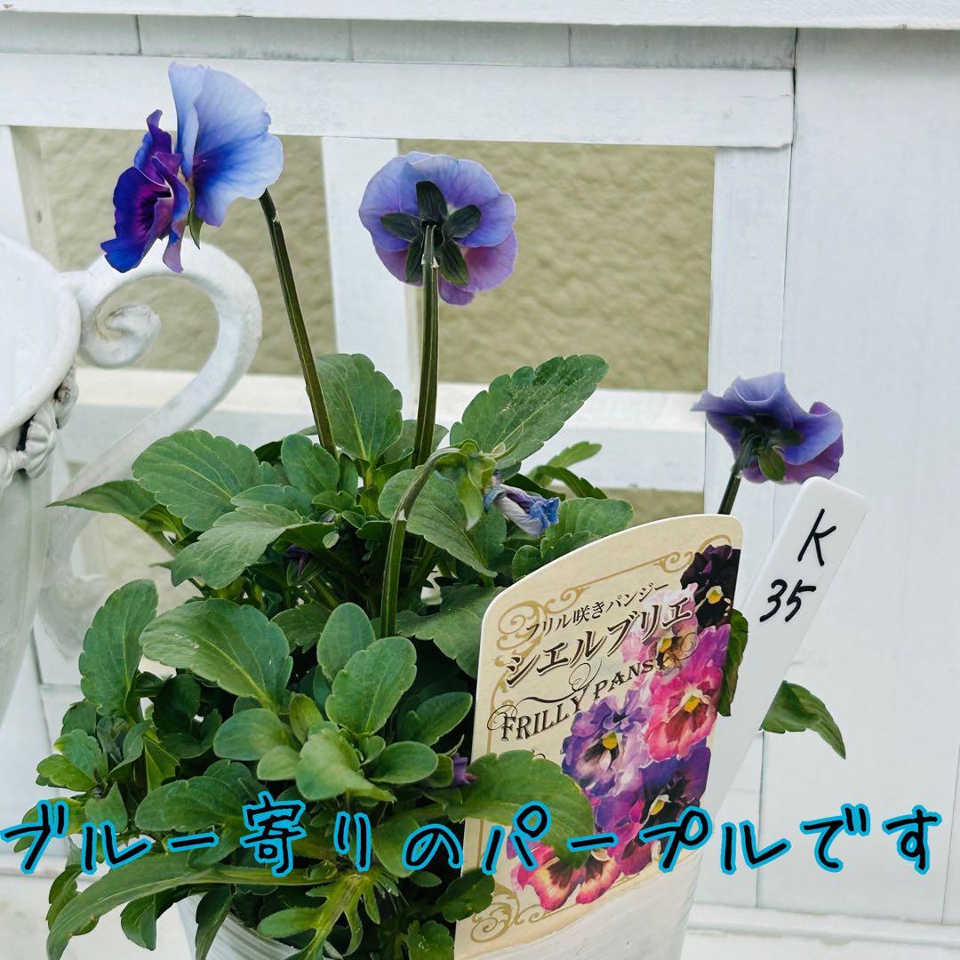 Ｋ３５♥花日和さん　シエルブリエ♥花苗ポットごと発送♥