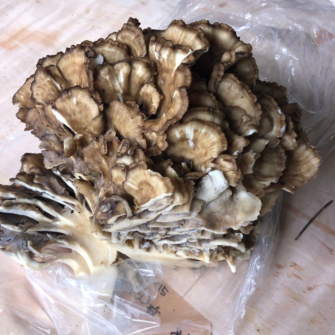 秋田県産　天然舞茸　10月21日収穫天然舞茸2.6kg