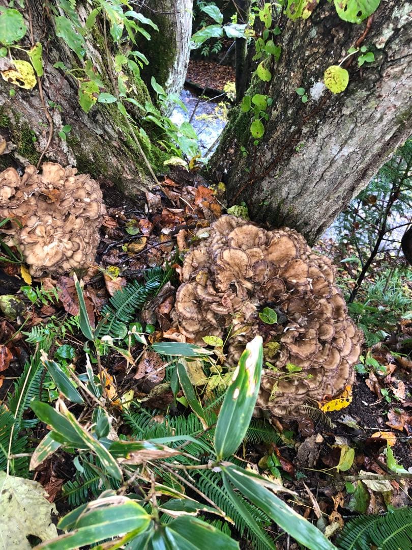 秋田県産　天然舞茸　10月21日収穫天然舞茸2.6kg