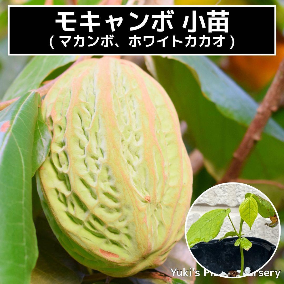 モキャンボ 苗[熱帯果樹]Theobroma bicolor マカンボ