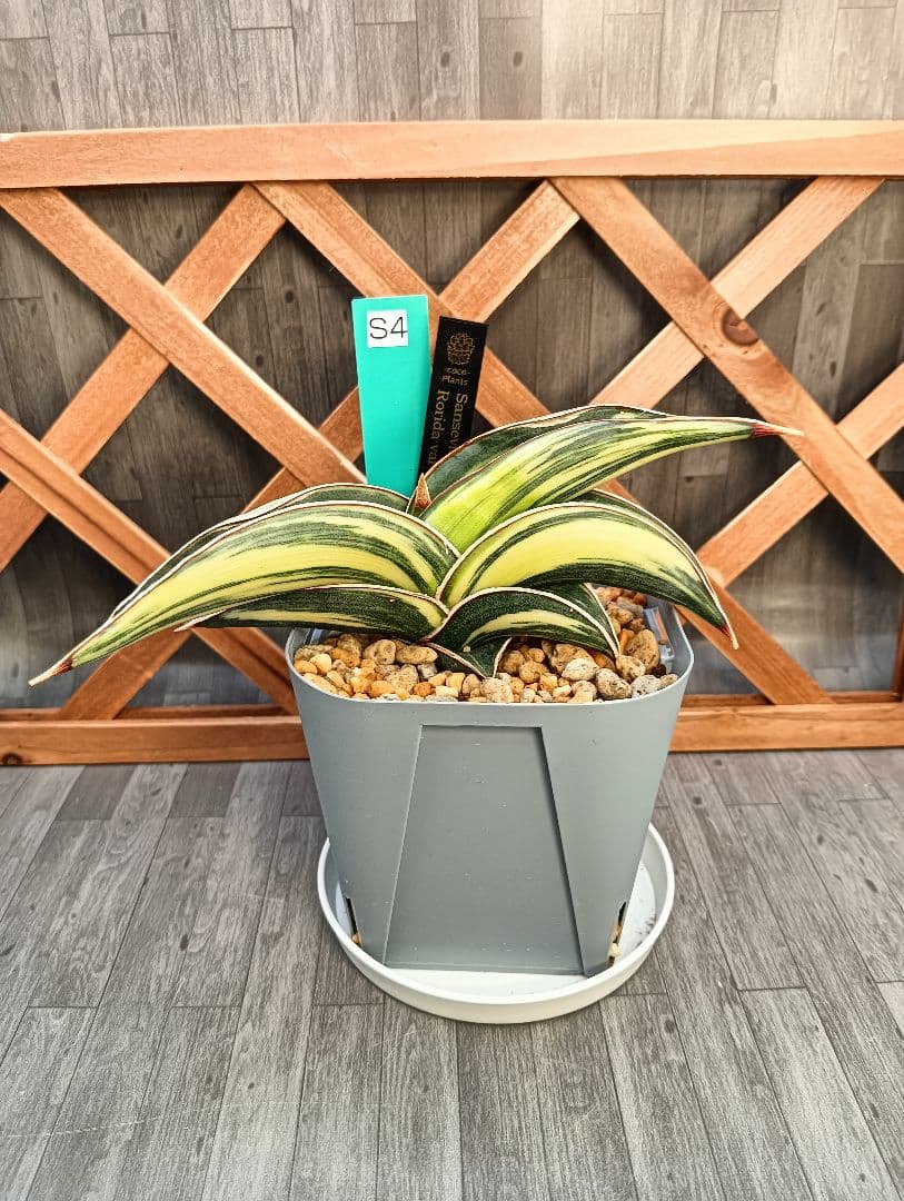 ☆S-4 超希少！大き目 サンスベリア ロリダ 斑入り ベアルート メルカリ便