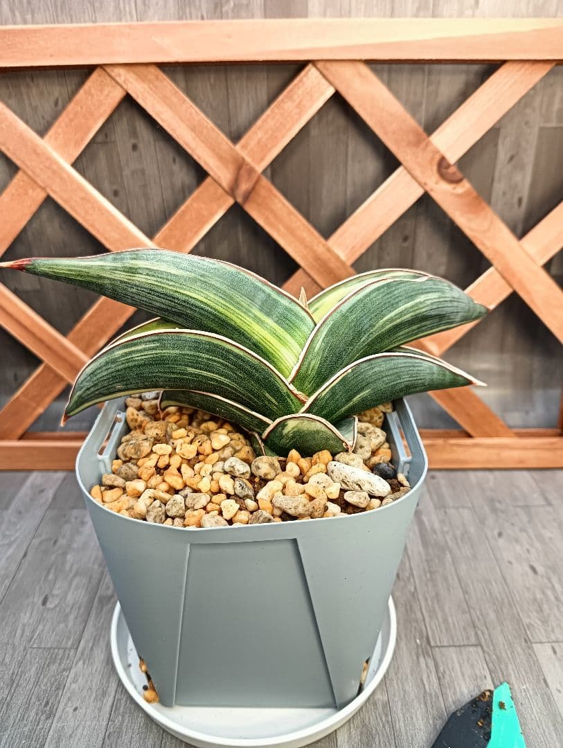 ☆S-4 超希少！大き目 サンスベリア ロリダ 斑入り ベアルート メルカリ便