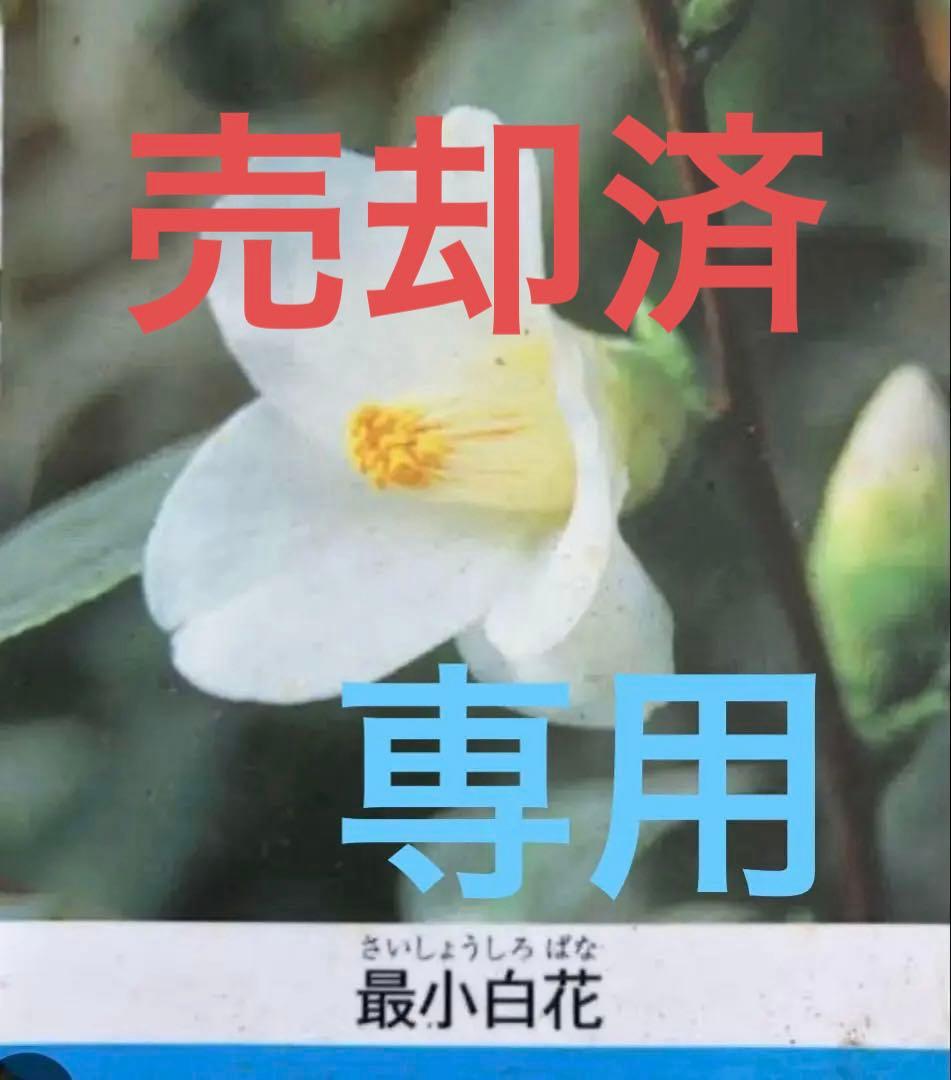 つばき　最小白花(さいしょうしろばな) 白色名花 極小輪 一重咲き 蕾あり宅急便