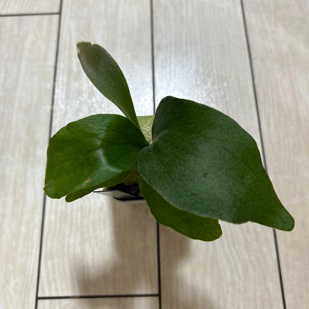 HAS.AR spore ビカクシダ ③