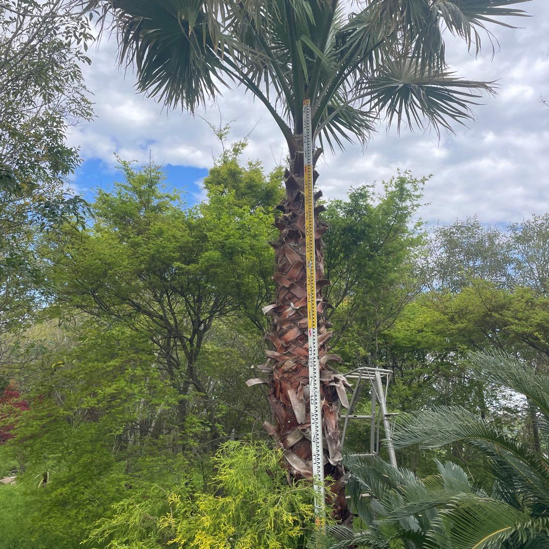 ワシントンヤシ