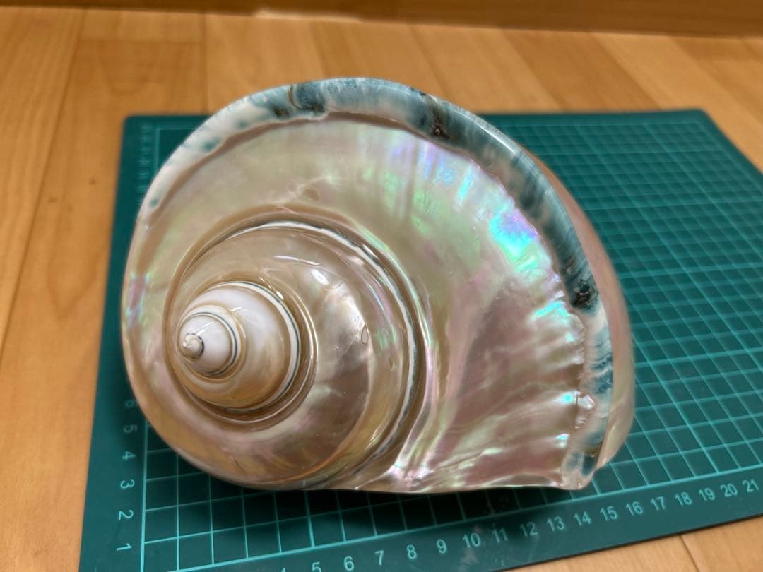 夜光貝の置物　真珠層仕上げ　(大)　☆沖縄海族☆