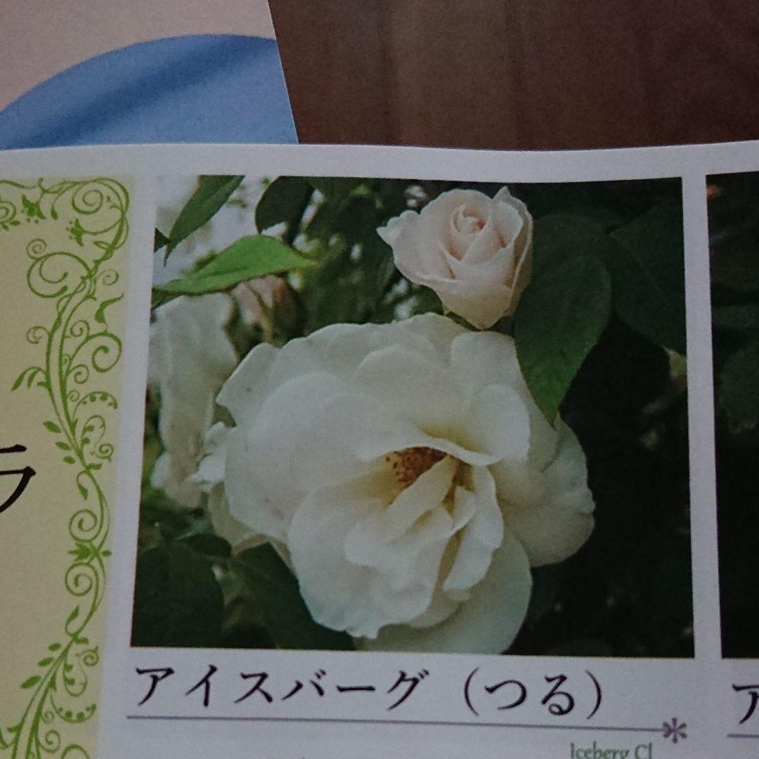 バラ挿し穂(うさこ様確認用)