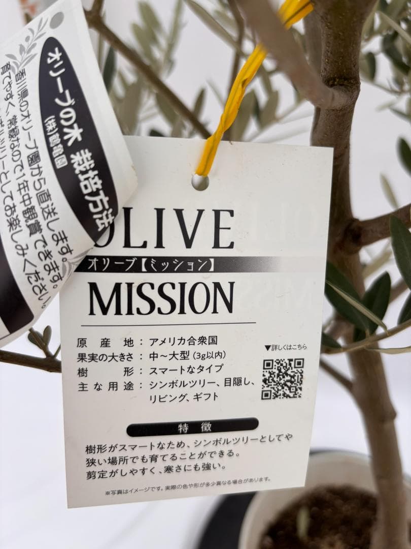 オリーブの木　ミッション　8号　約160cm　K-267　人気品種　現品掲載