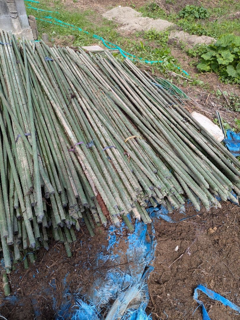 竹支柱 約2.1mイボ竹支柱200本