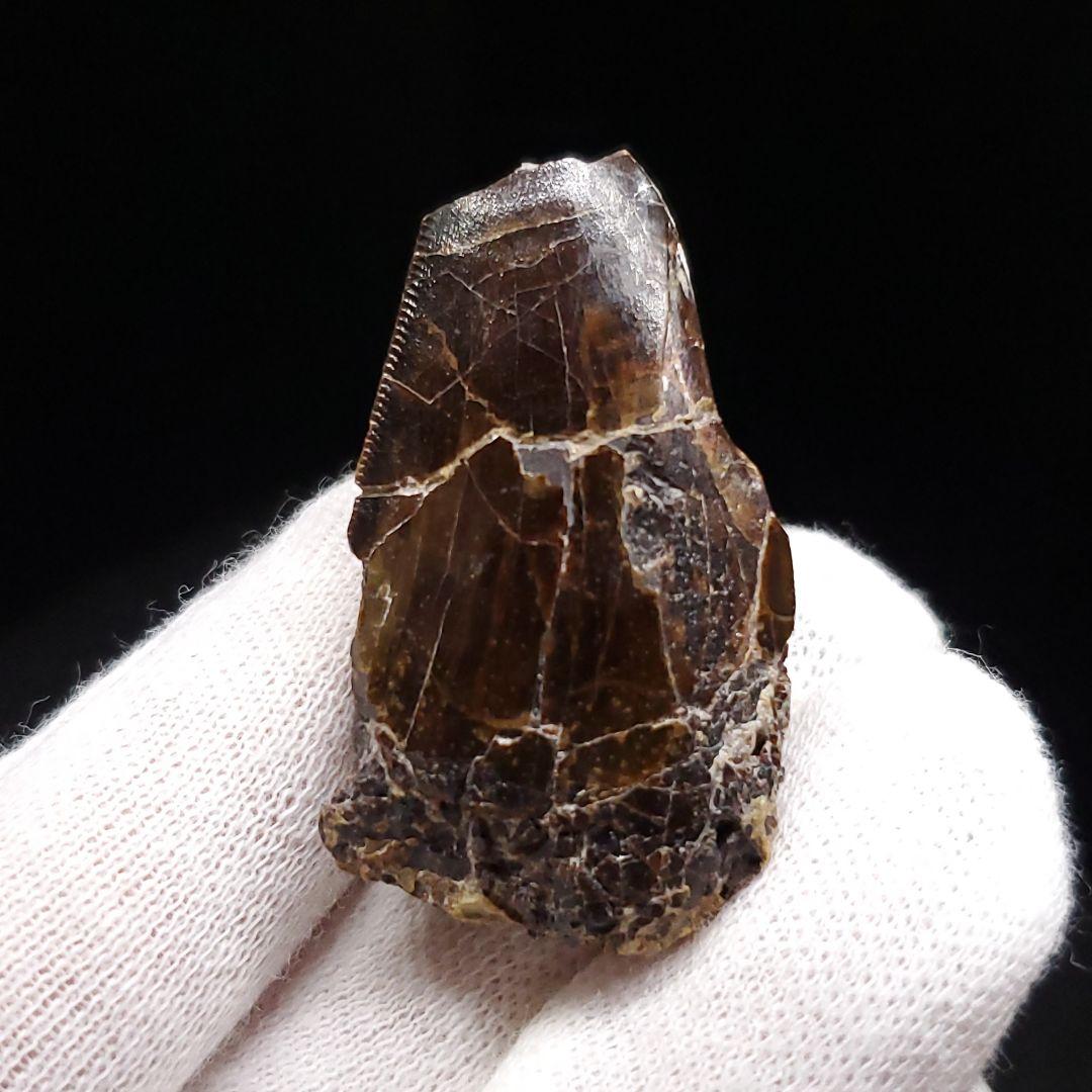 アベリサウルス 歯 化石 本物 モロッコ産 39.26mm fr102