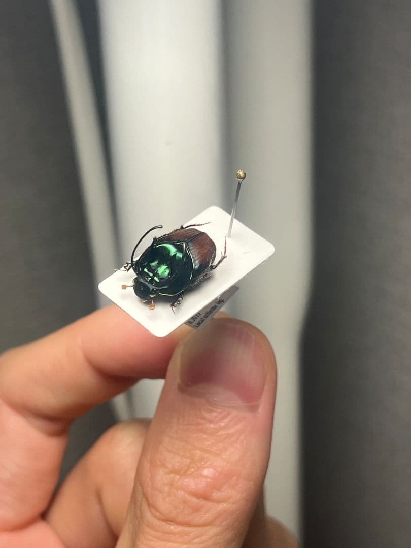【14mm♂】緑シカツノエンマコガネ フンチュウ糞虫昆虫標本