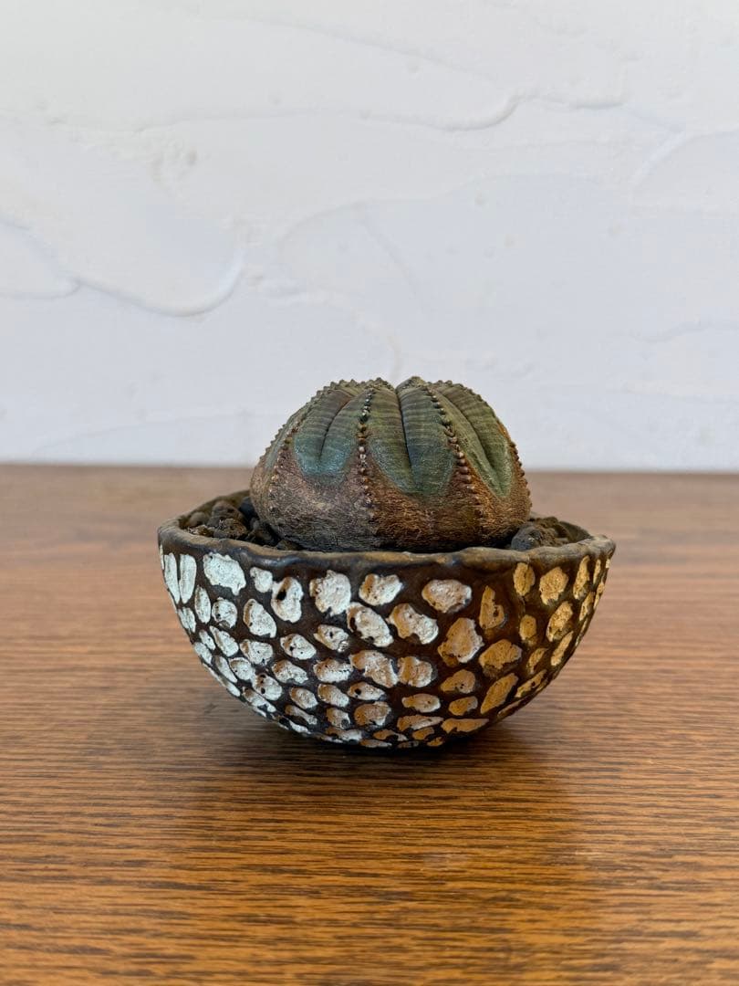 オールドオベサ【発根済】【ramat鉢】