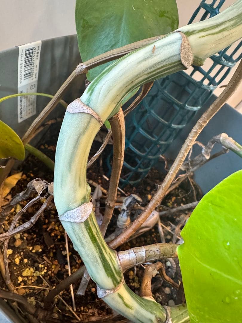 斑入り　モンステラ