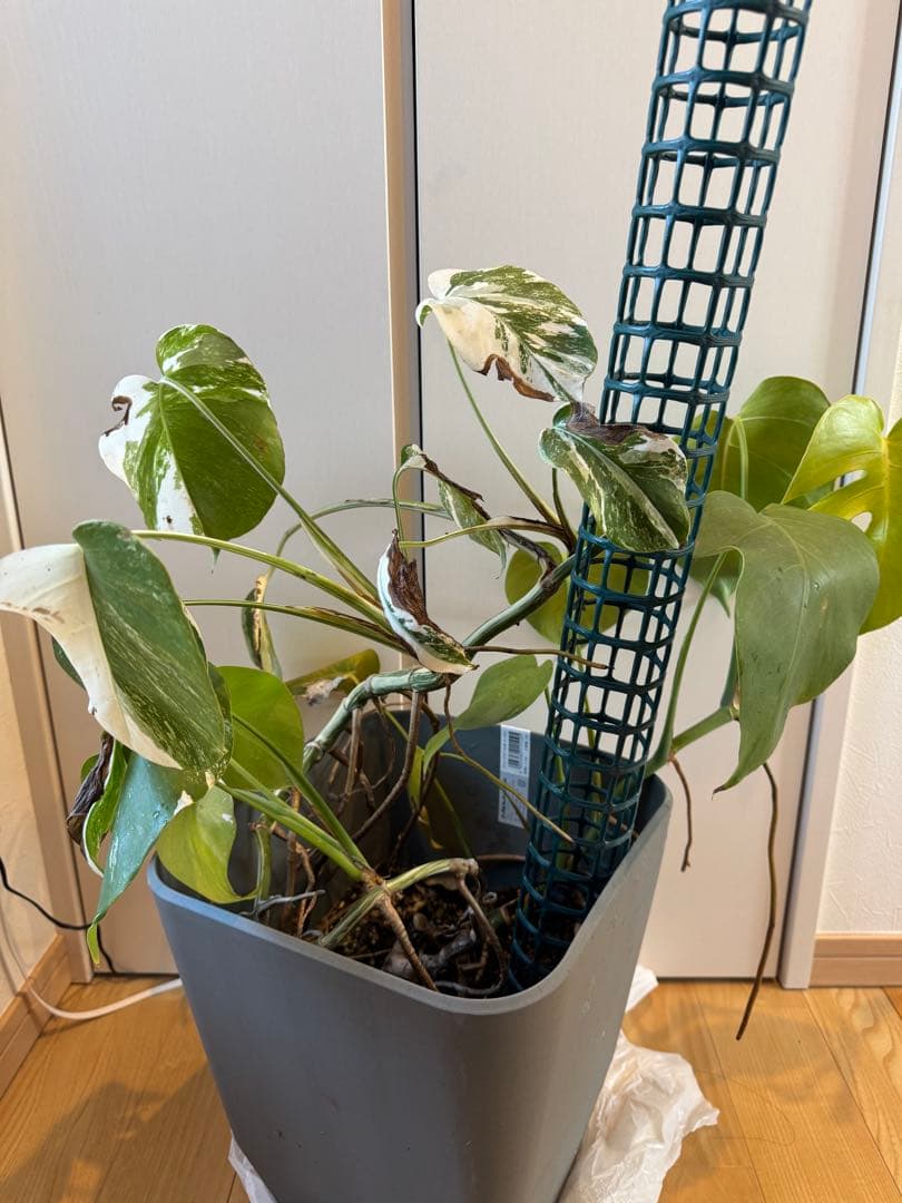 斑入り　モンステラ