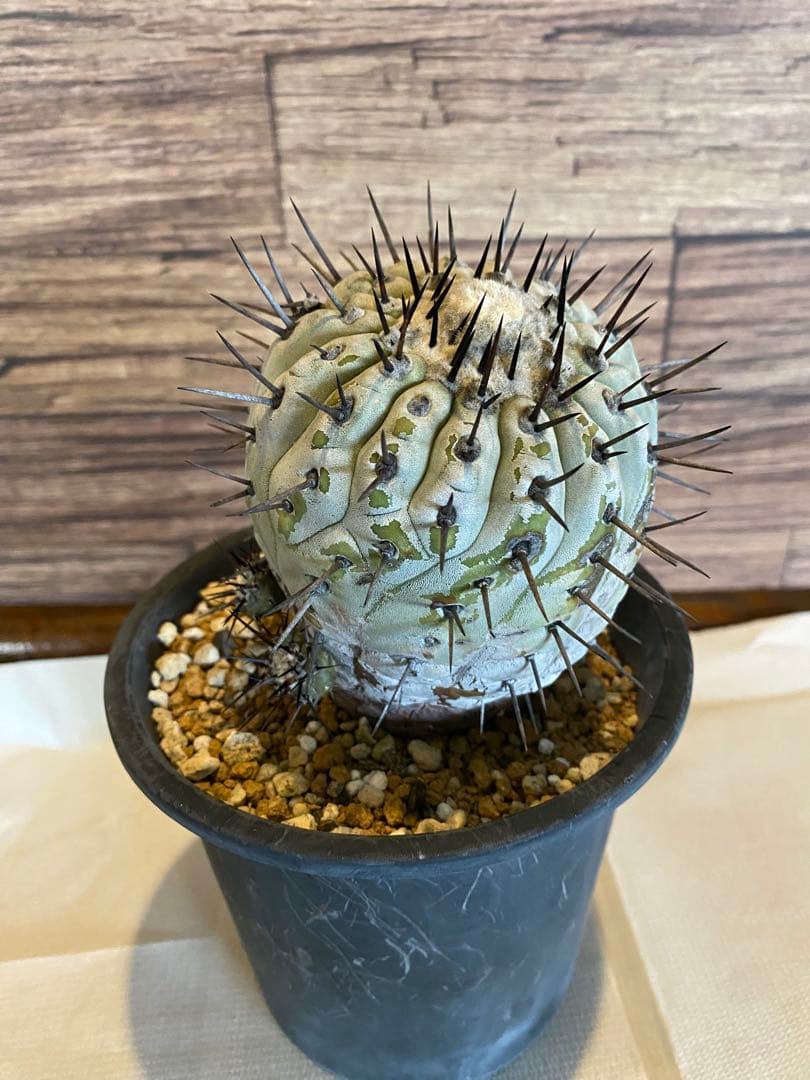 コピアポア 黒王丸 現地球カキ仔