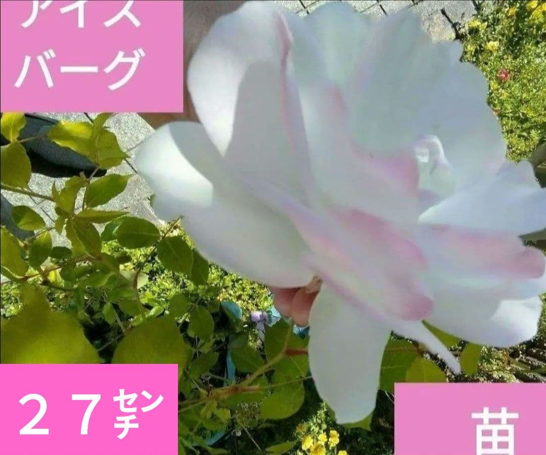 ２番　つるバラ　アイスバーグ　5／17撮影