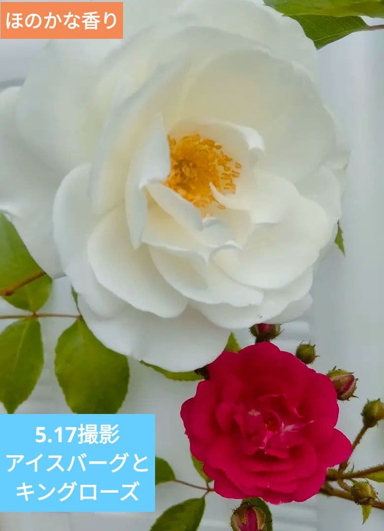２番　つるバラ　アイスバーグ　5／17撮影