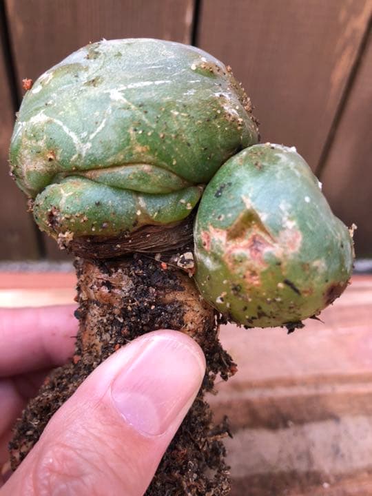 ご確認用です(^○^)