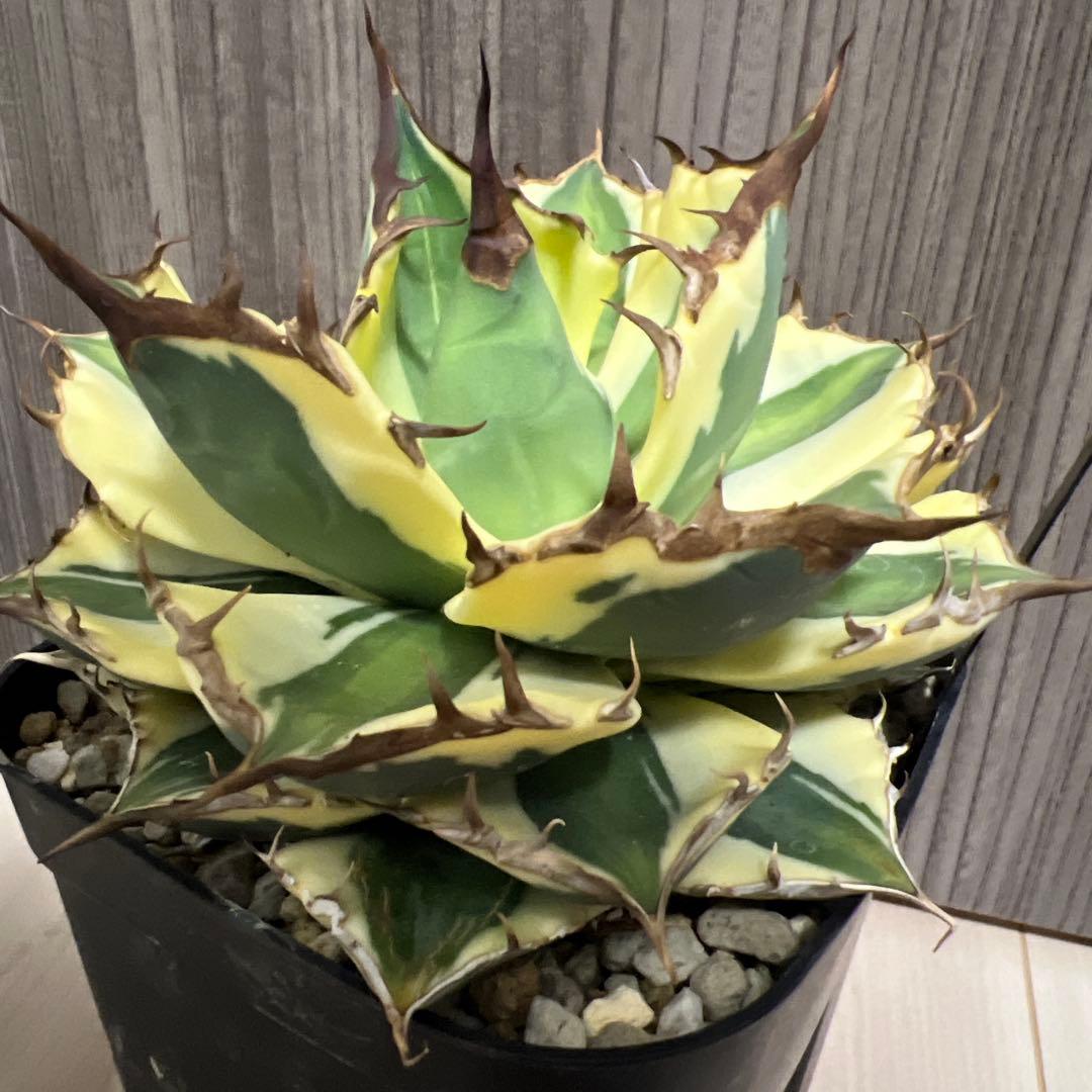 アガベ　スナグルトゥースまとめ売り