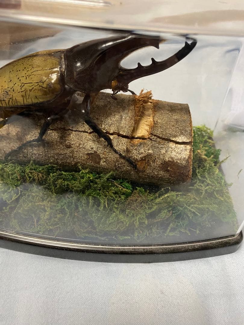 カブトムシ 標本 透明ケース入り　ヘラクレスオオカブト