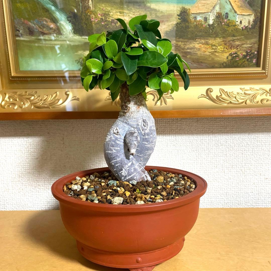 ガジュマル 盆栽 陶器鉢付き(新品)