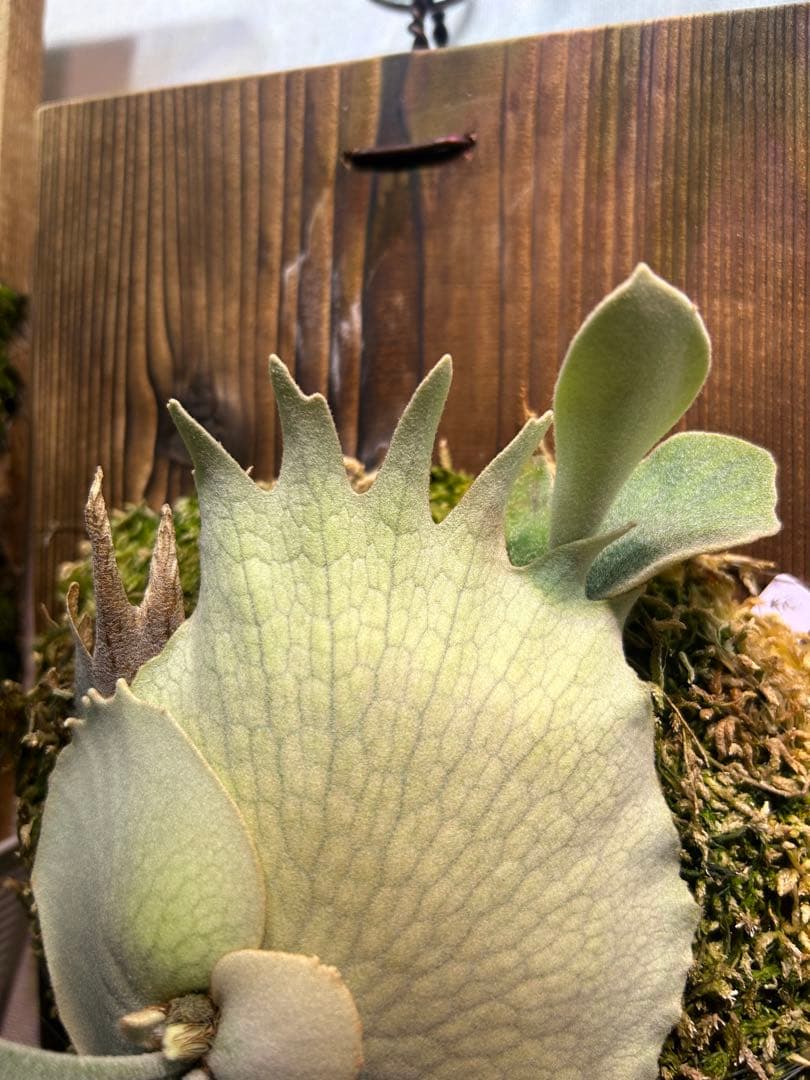 ビカクシダ P.veitchii Limited 2nd edition