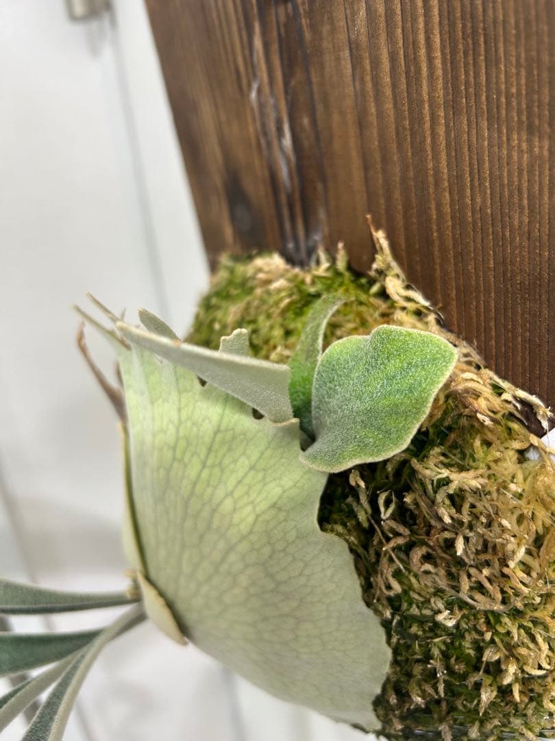 ビカクシダ P.veitchii Limited 2nd edition
