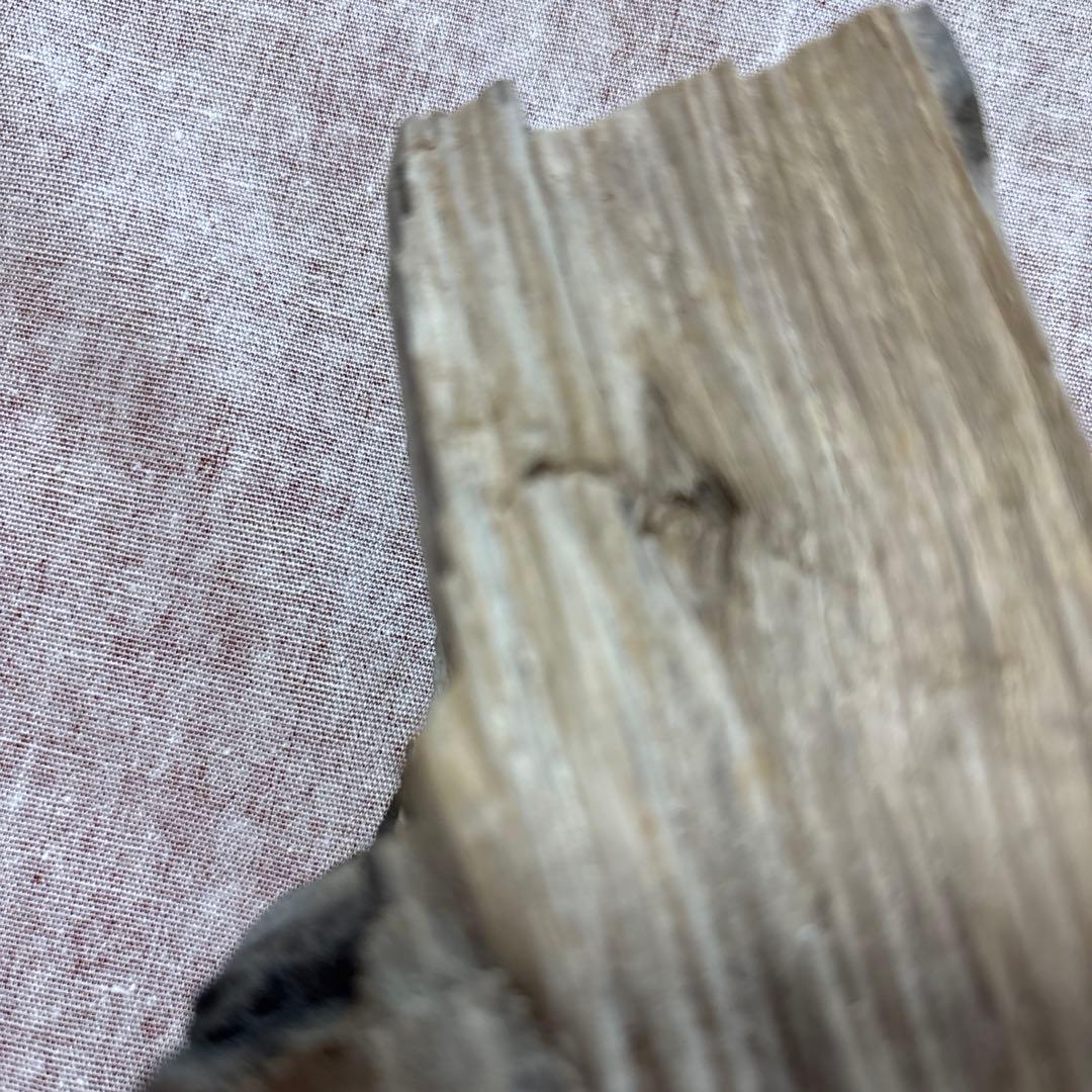 珪化木(鑑賞の水石）