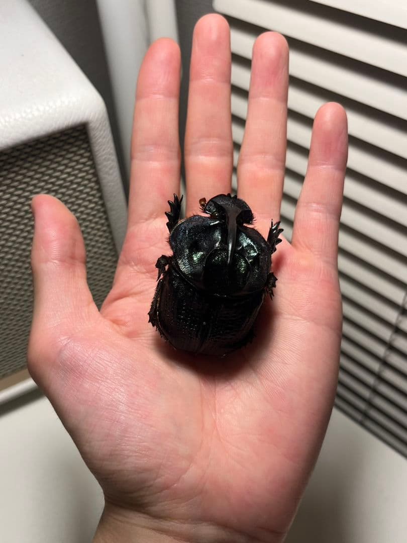 【54mm♂】エンシフェールオオニジダイコクコガネ エンシフェル昆虫標本糞虫甲虫