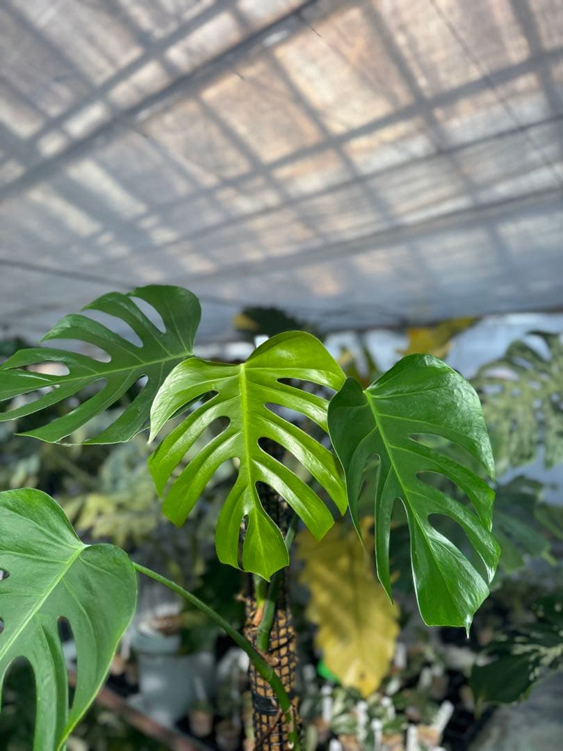 SR1 モンステラ　デリシオーサ　シエラナ　鉢モスポール付き　オリジナルカット株