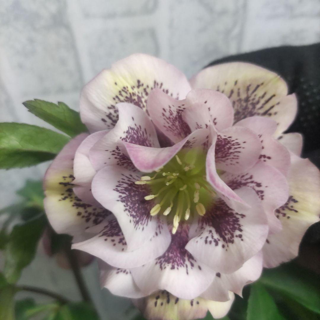 ⭐️クリスマスローズダブル咲き⭐️7鉢セット