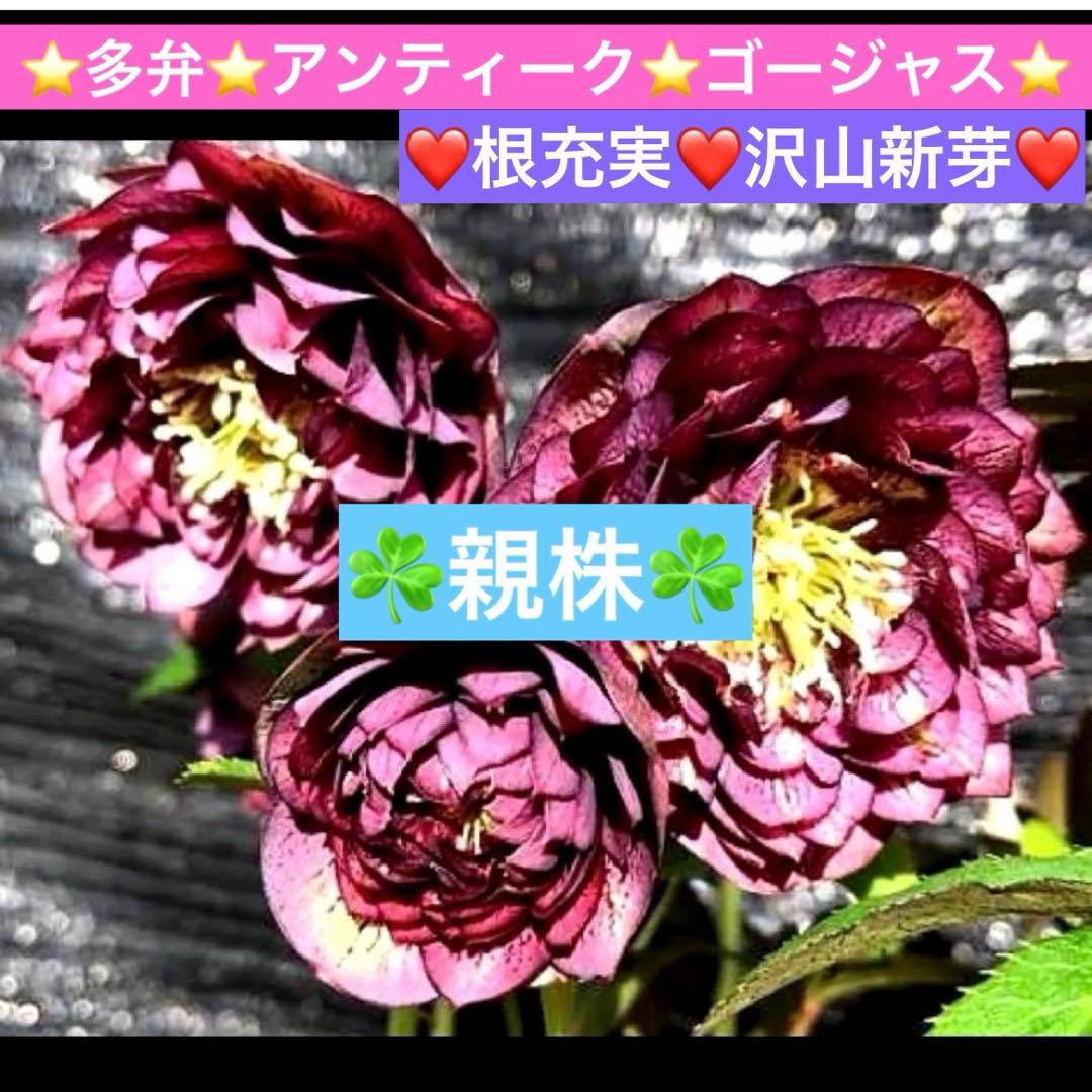 の*ん様 ☘️親株☘️❤️根充実❤️沢山新芽❤️730⭐️多弁⭐️アンティーク⭐