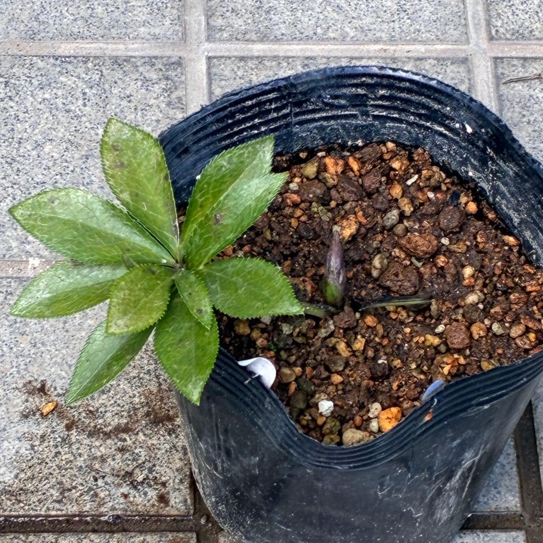 の*ん様 ☘️親株☘️❤️根充実❤️沢山新芽❤️730⭐️多弁⭐️アンティーク⭐