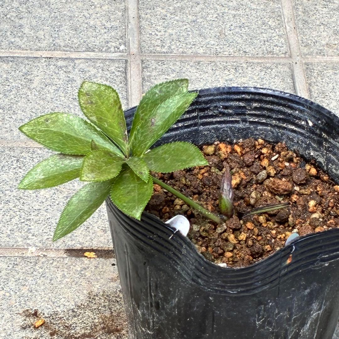 の*ん様 ☘️親株☘️❤️根充実❤️沢山新芽❤️730⭐️多弁⭐️アンティーク⭐