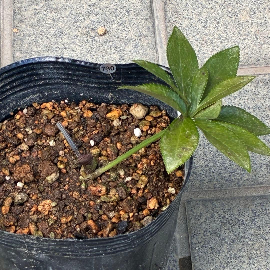 の*ん様 ☘️親株☘️❤️根充実❤️沢山新芽❤️730⭐️多弁⭐️アンティーク⭐