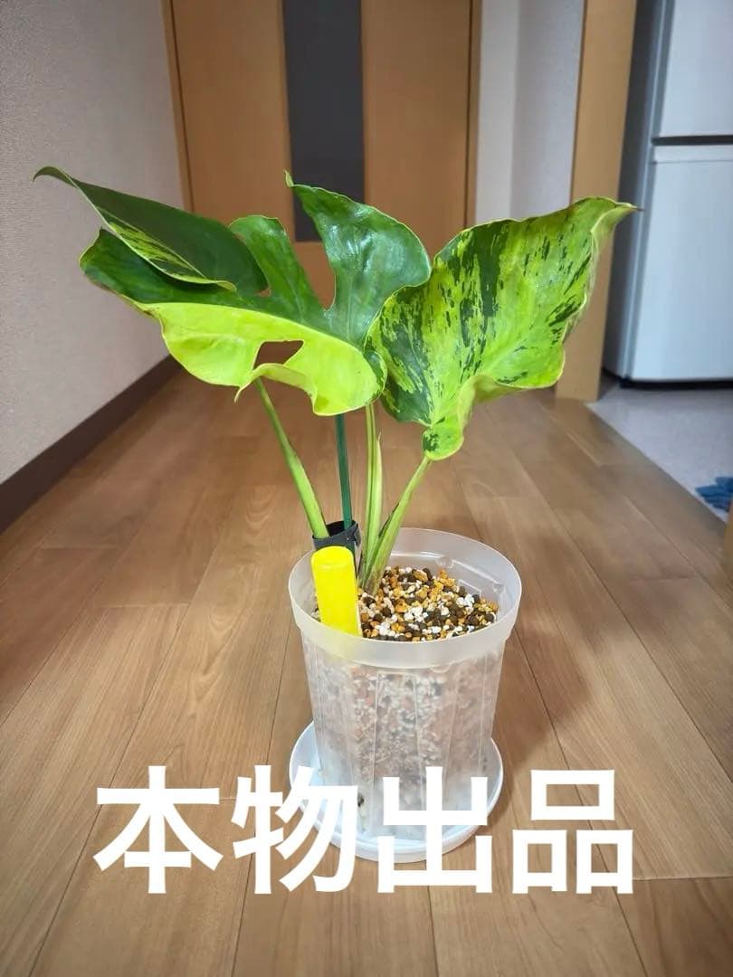 「超激レア」モンステラ　ライトライム　Light Lime ハーフムーン　本物