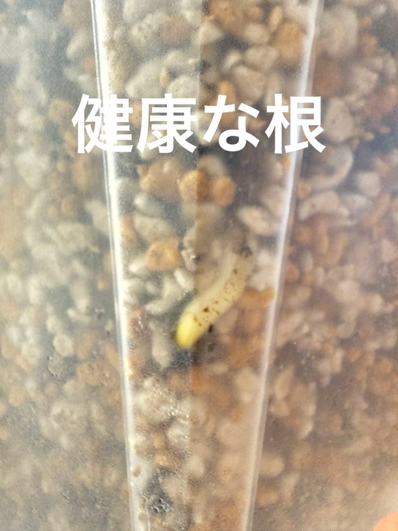 「超激レア」モンステラ　ライトライム　Light Lime ハーフムーン　本物