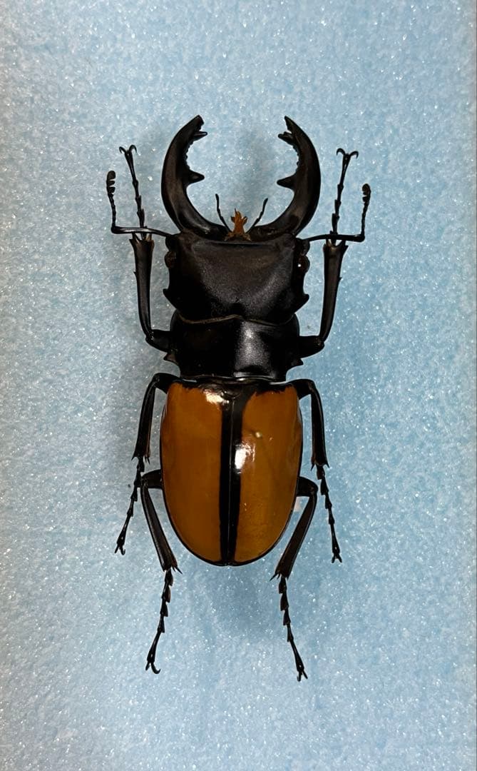 ベルシコロールツヤクワガタ　野外品　標本