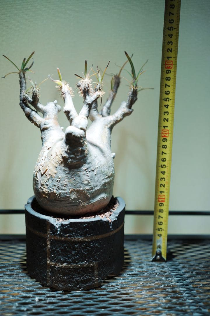 グラキリス 塊根植物