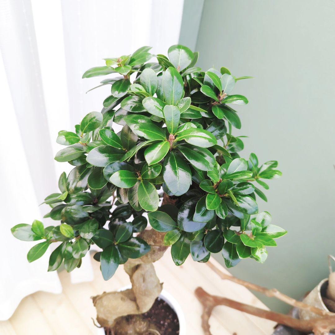 (現品) お祝い ギフト 昇龍ガジュマル 太幹 登り