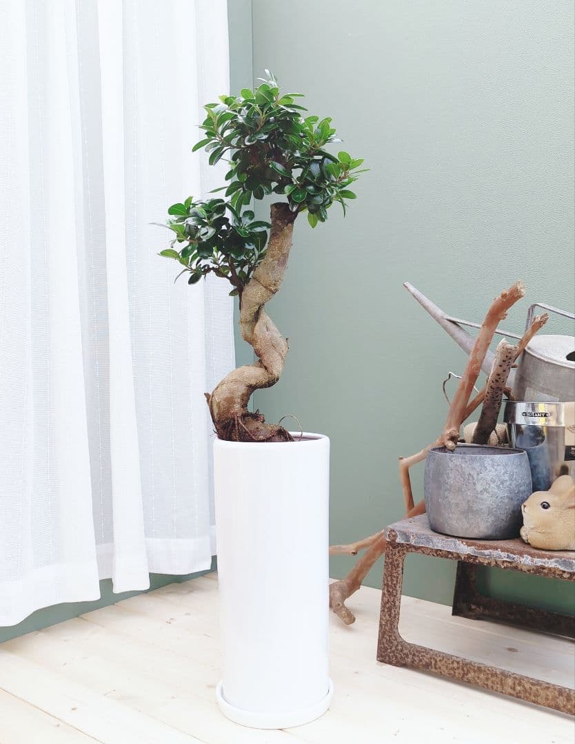 (現品) お祝い ギフト 昇龍ガジュマル 太幹 登り