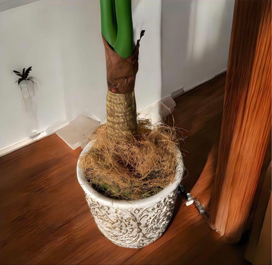 光触媒　人工観葉植物　ウォールグリーン　フェイクグリーン　クワズイモ7758