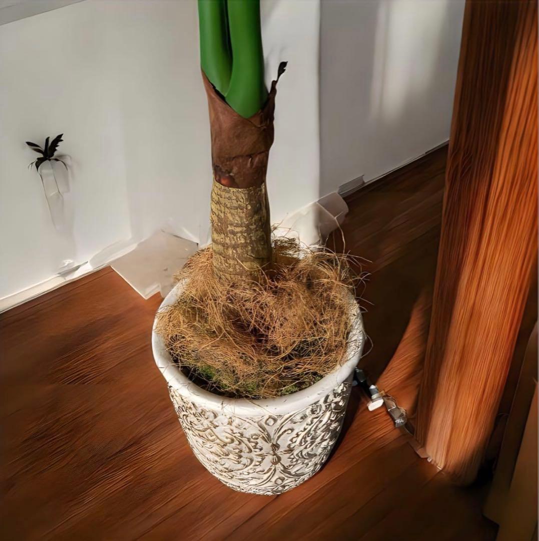 光触媒　人工観葉植物　ウォールグリーン　フェイクグリーン　クワズイモ7758