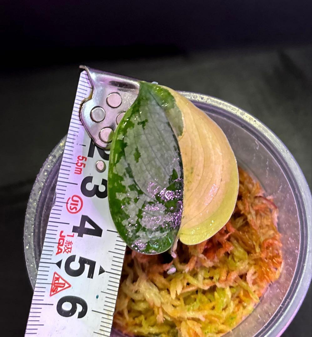 スキンダプサス　綺麗な斑入りセット　H2