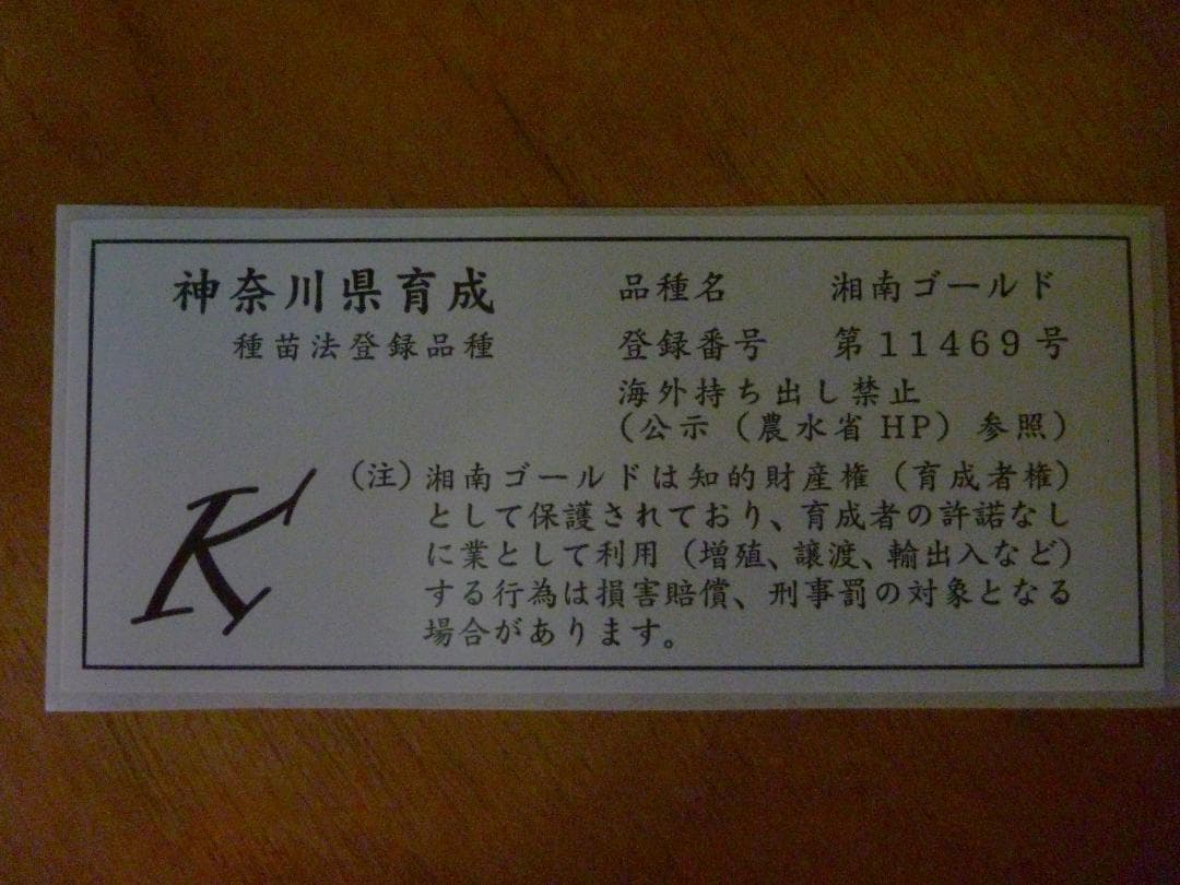 湘南ゴールド 果樹 約70cm