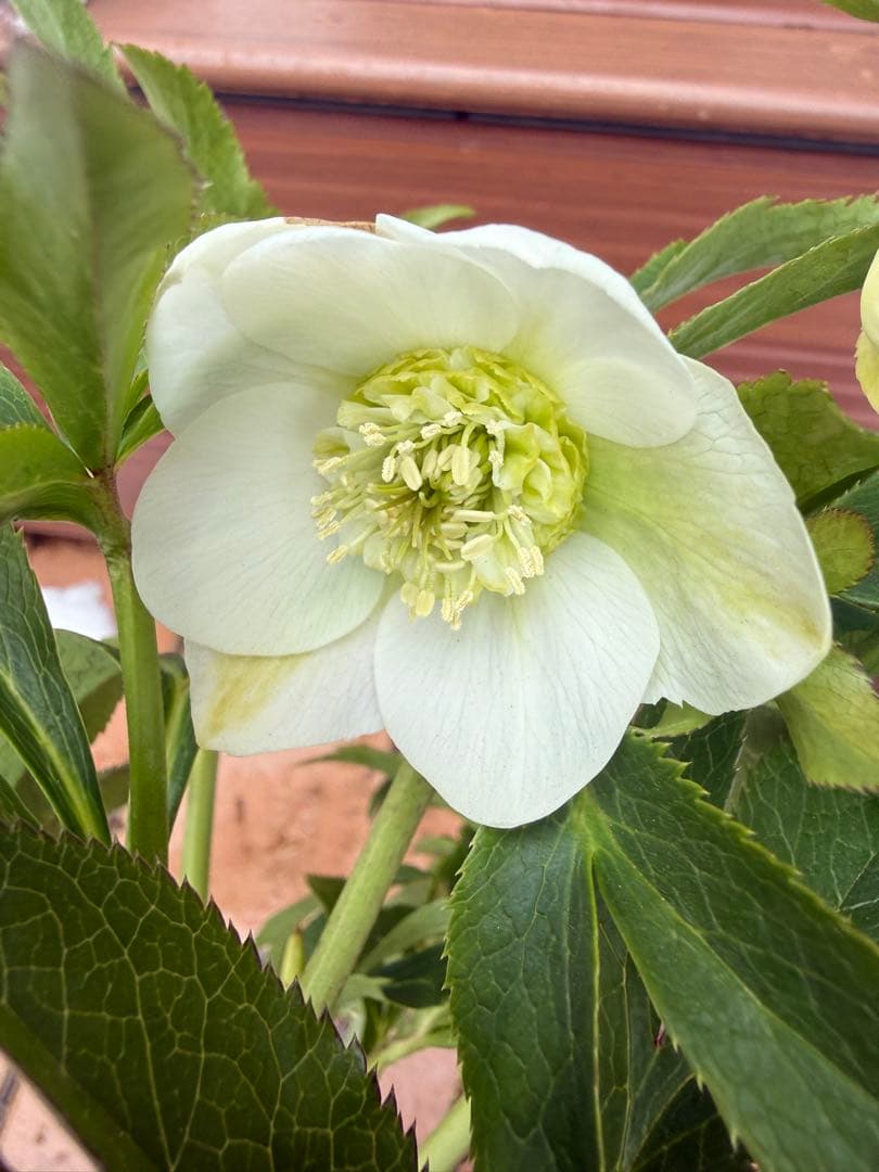 【未株分】クリスマスローズ 若泉ファーム 白セミダブル