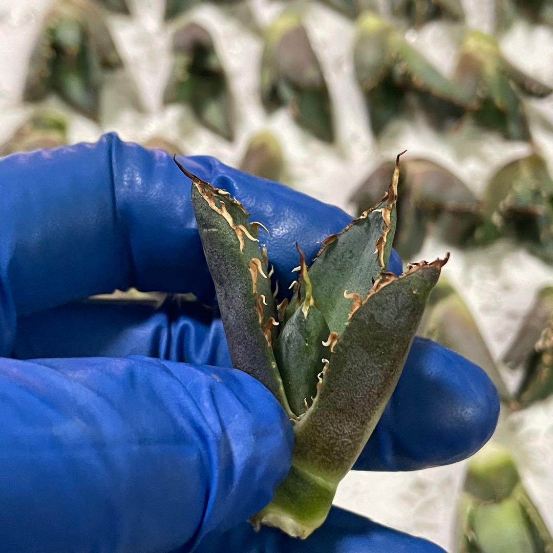 多肉植物　アガベ チタノタ 白鯨 子株 49株同梱