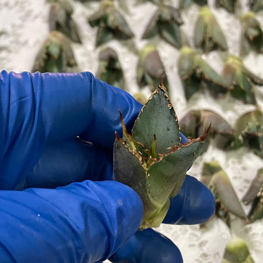 多肉植物　アガベ チタノタ 白鯨 子株 49株同梱