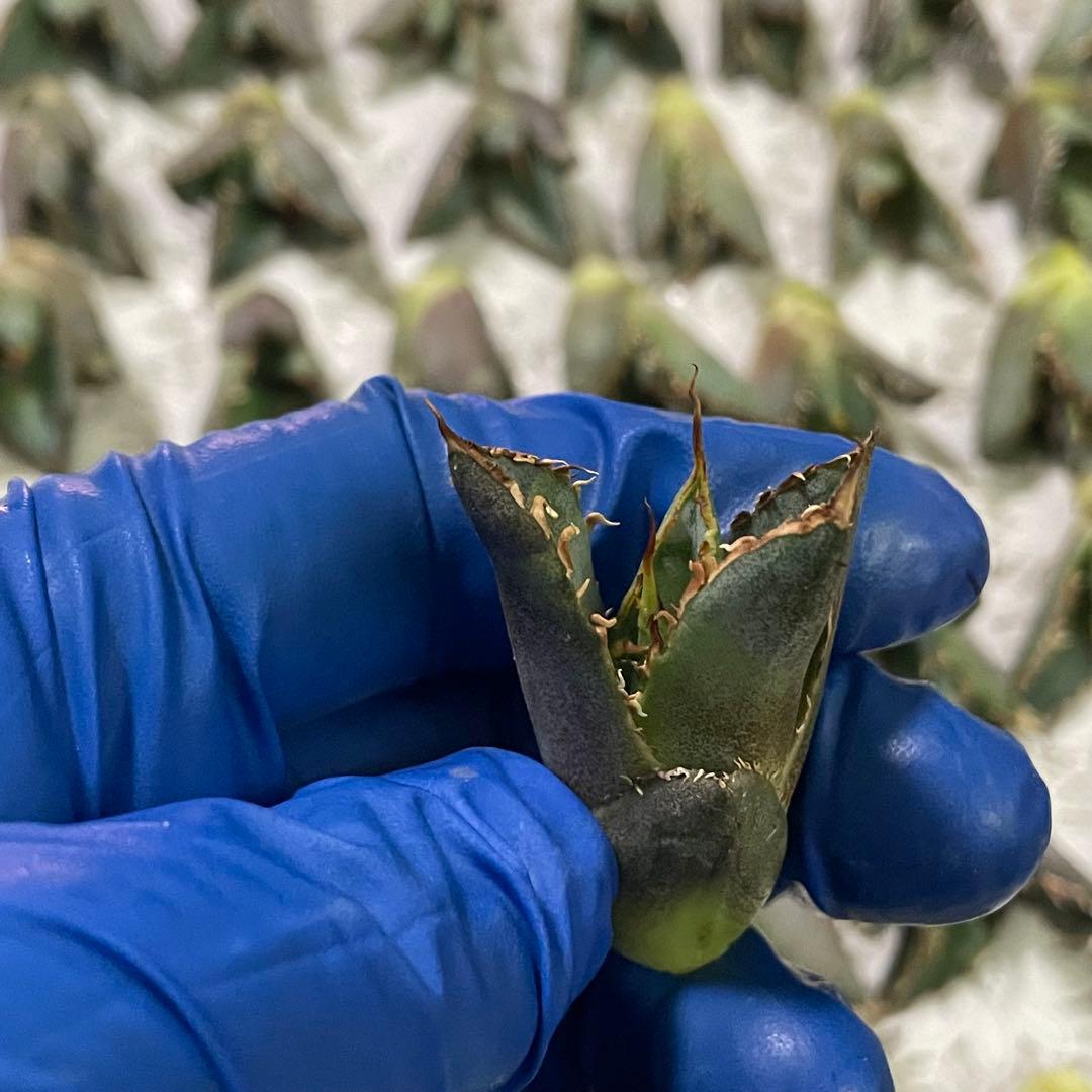 多肉植物　アガベ チタノタ 白鯨 子株 49株同梱