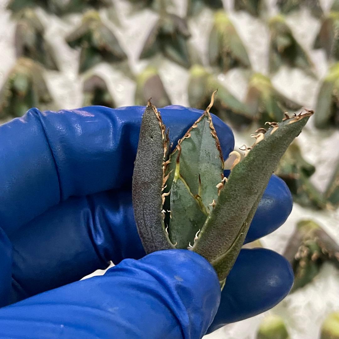 多肉植物　アガベ チタノタ 白鯨 子株 49株同梱